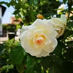 Rita Jasmin *